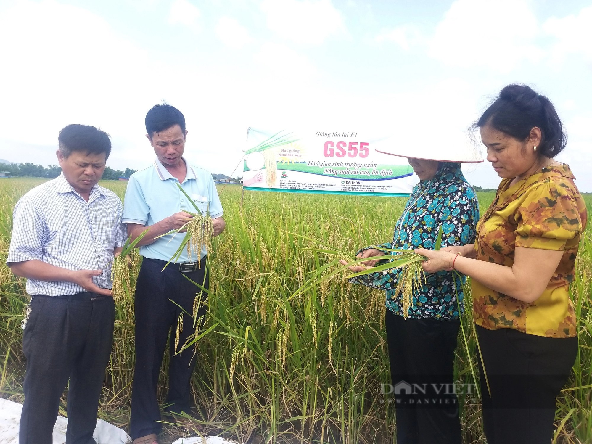 Ninh Bình: Lúa lai GS55 cho năng suất vượt trội, kháng sâu bệnh, chống chịu rét tốt- Ảnh 2.