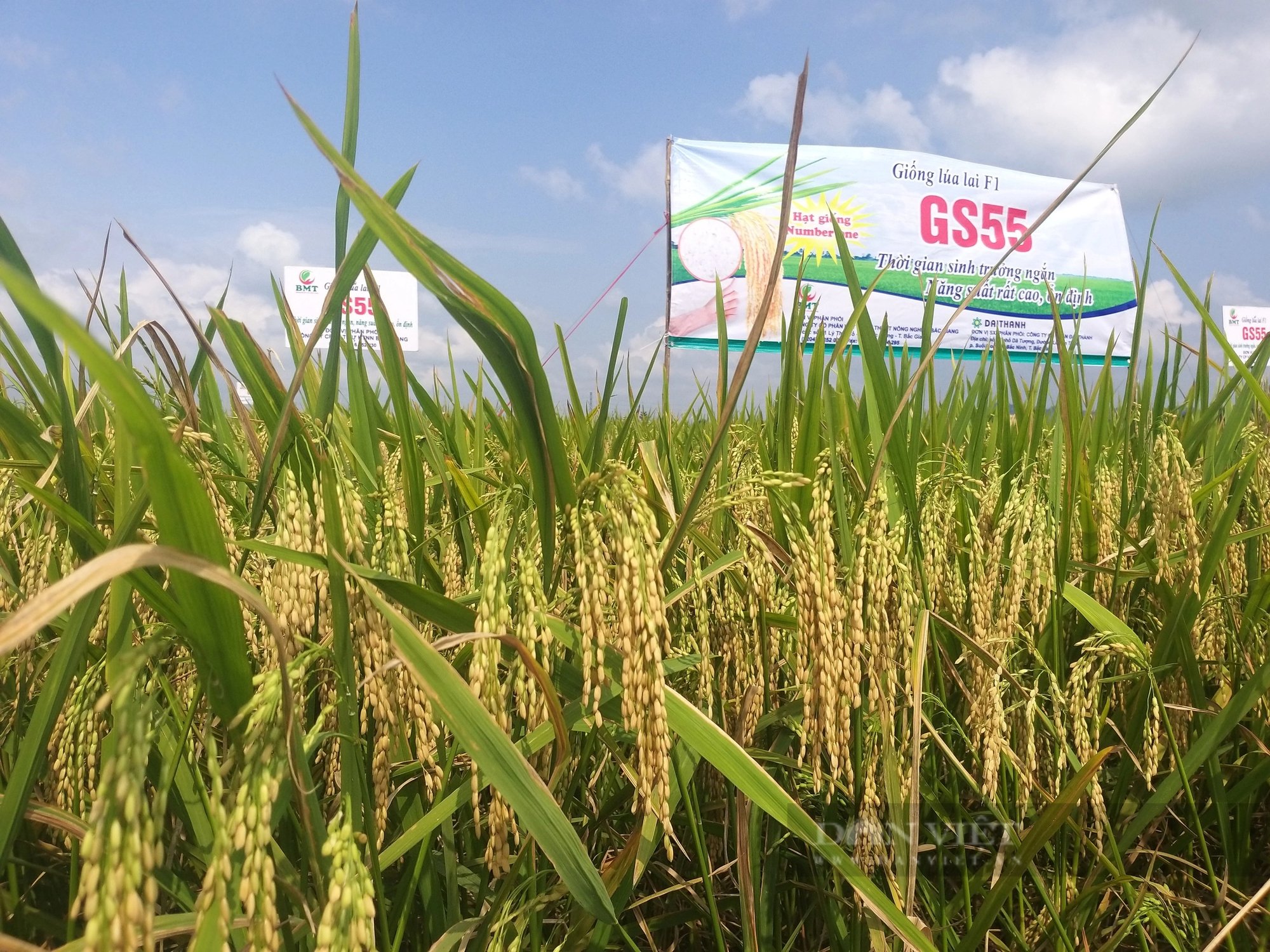 Ninh Bình: Lúa lai GS55 cho năng suất vượt trội, kháng sâu bệnh, chống chịu rét tốt- Ảnh 3.