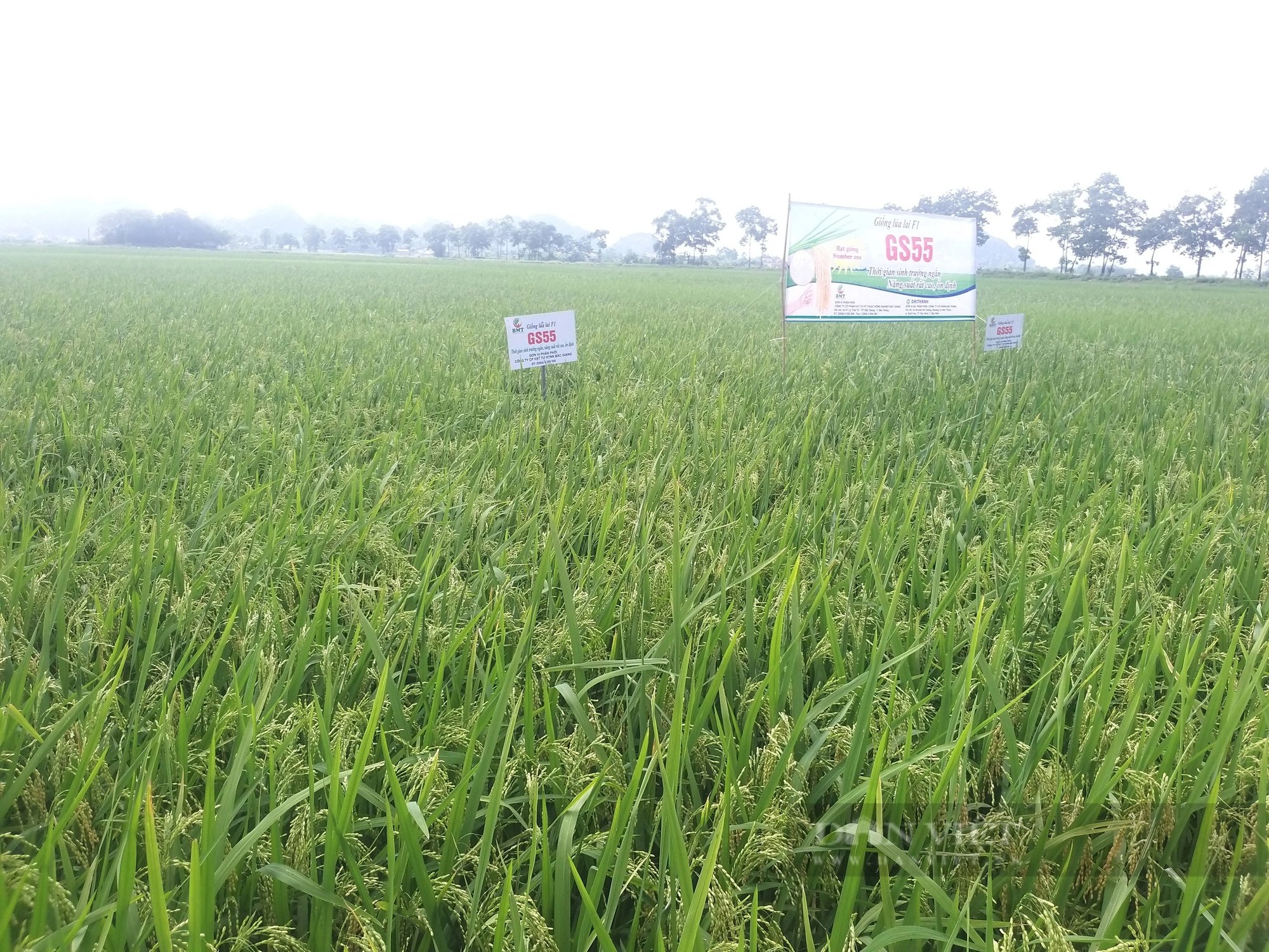 Ninh Bình: Lúa lai GS55 cho năng suất vượt trội, kháng sâu bệnh, chống chịu rét tốt- Ảnh 4.