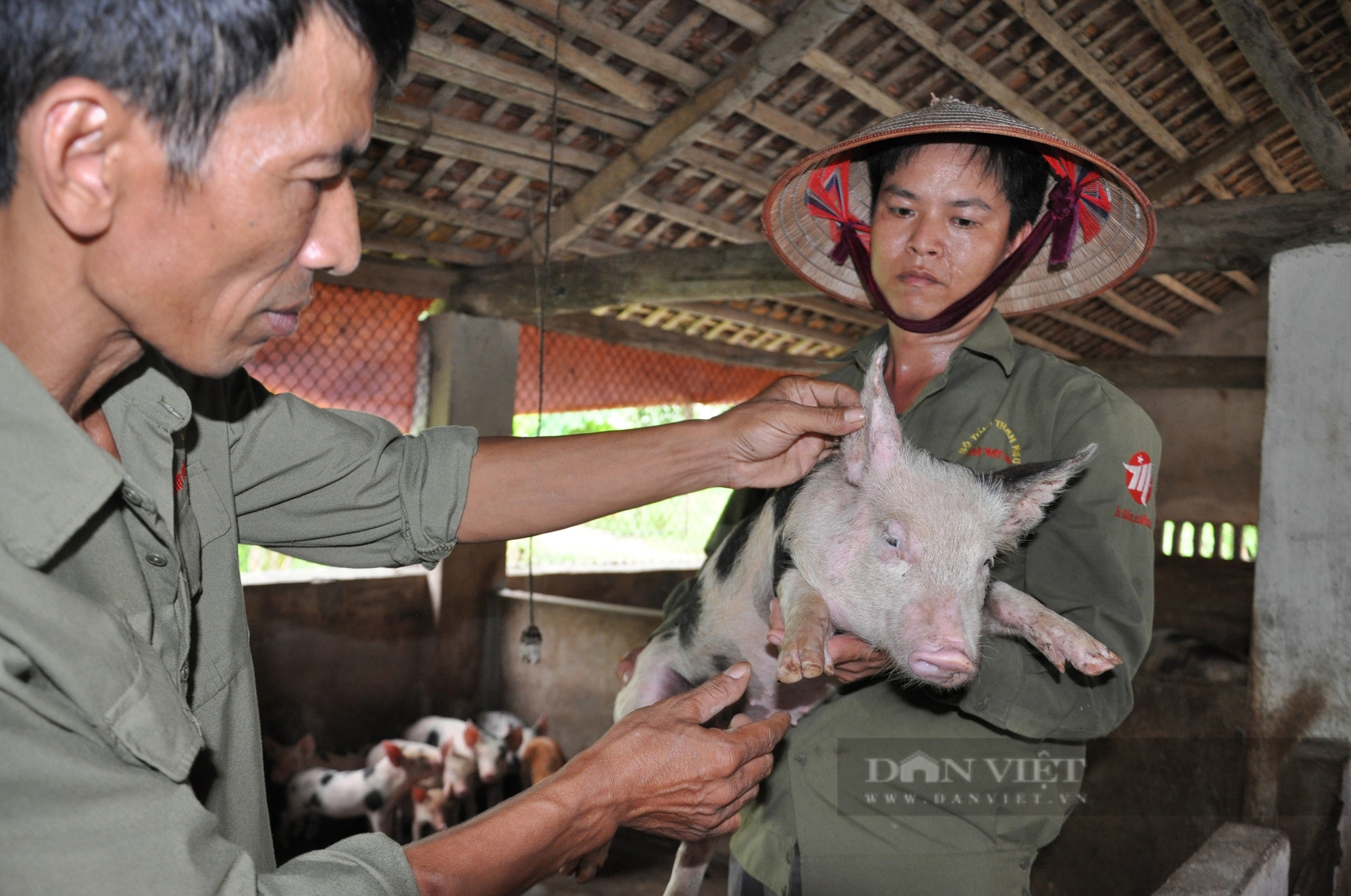 Giá lợn tăng đều, người nuôi có lãi, vì sao nông dân vẫn thấp thỏm lo lắng?- Ảnh 1.