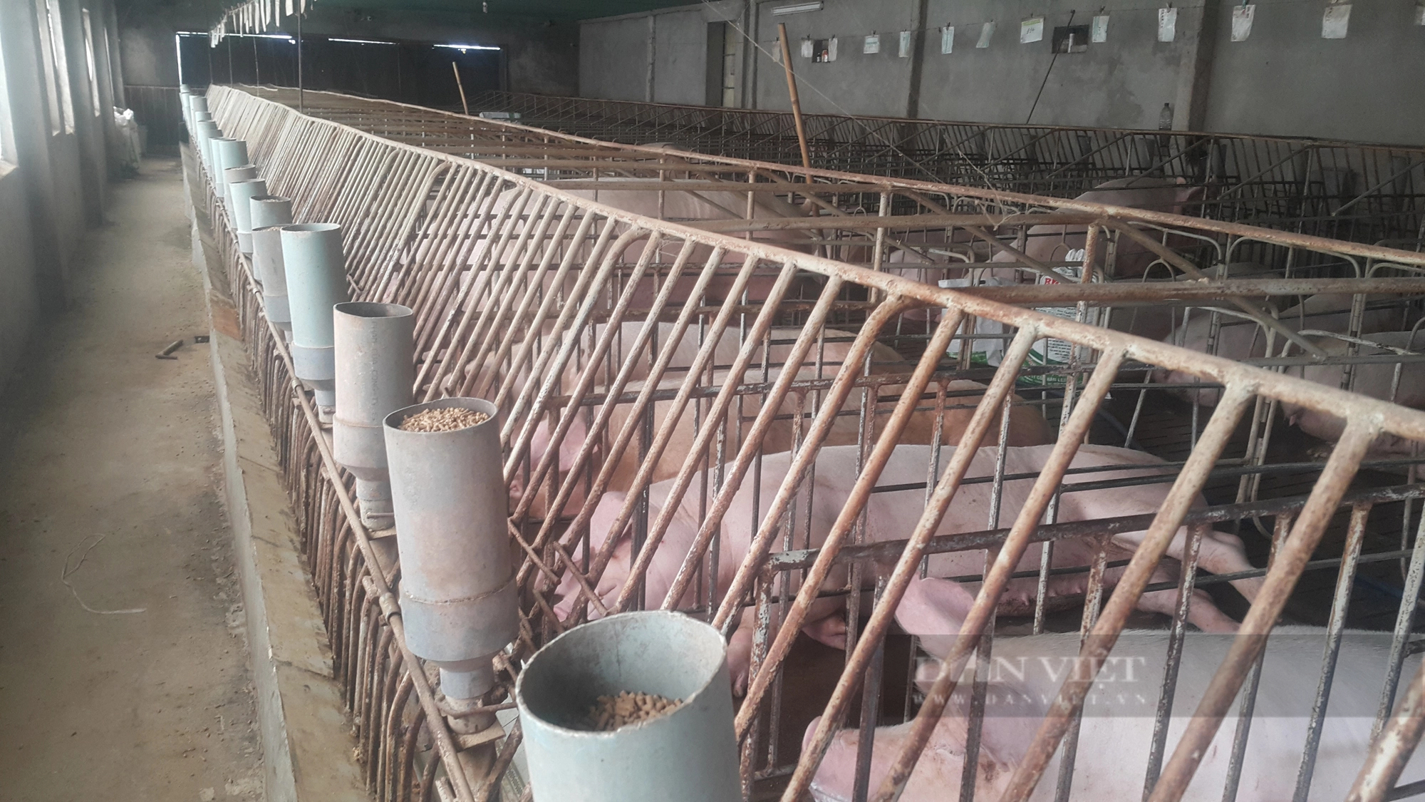 Giá lợn tăng đều, người nuôi có lãi, vì sao nông dân vẫn thấp thỏm lo lắng?- Ảnh 2.