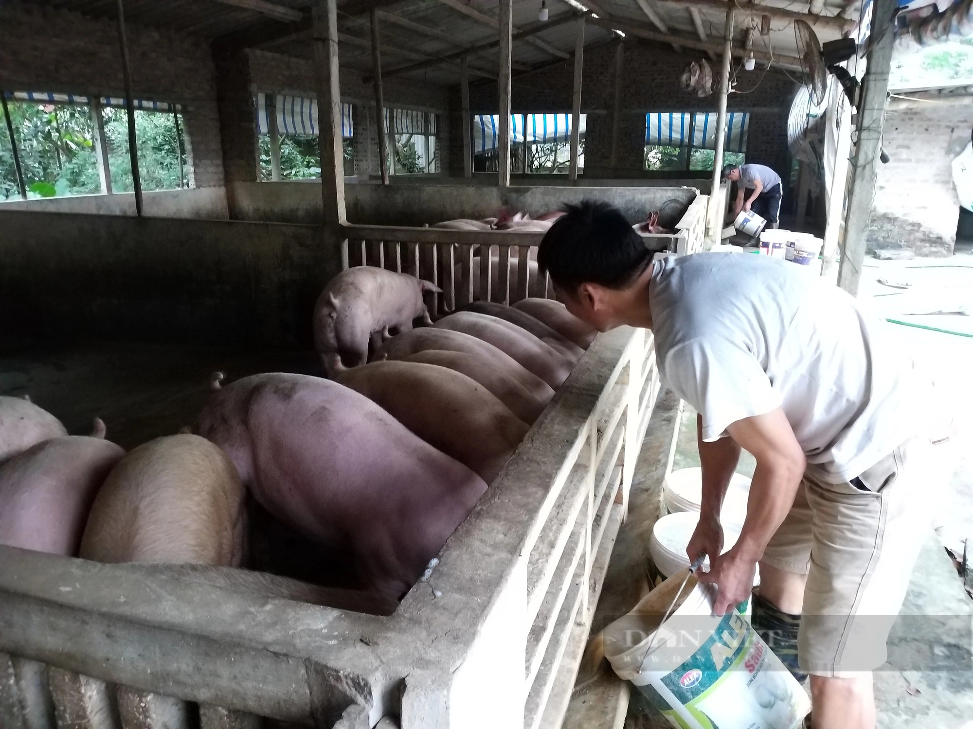 Giá lợn tăng đều, người nuôi có lãi, vì sao nông dân vẫn thấp thỏm lo lắng?- Ảnh 3.