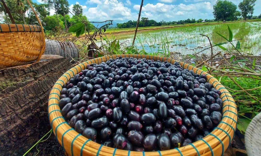 Loại quả quen thuộc vừa ngọt, vừa chua, chát và trở thành đặc sản bao người thích mê- Ảnh 3. Loại quả quen thuộc vừa ngọt, vừa chua, chát và trở thành đặc sản bao người thích mê- Ảnh 3.