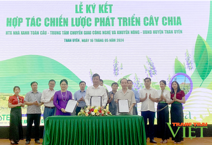 Lai Châu: Than Uyên ký kết hợp tác chiến lược phát triển cây Chia- Ảnh 2.