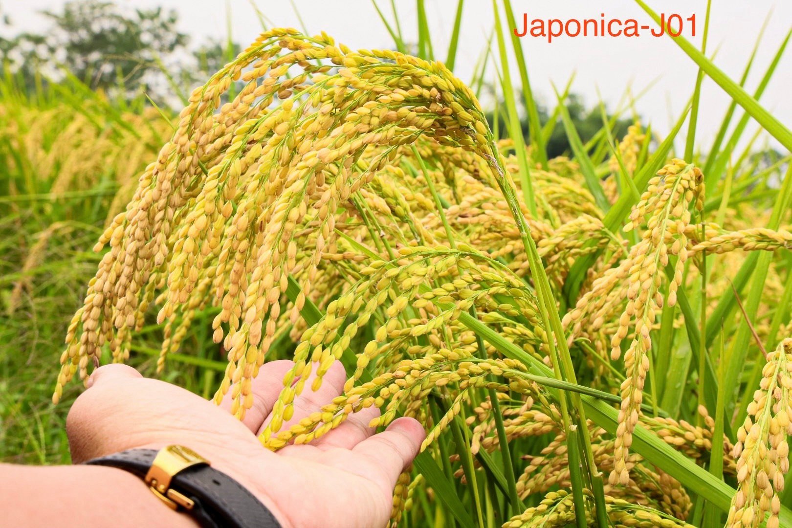 Japonica J01 - Giống lúa đột phá trong sản xuất nông nghiệp tỉnh Phú Thọ- Ảnh 1.