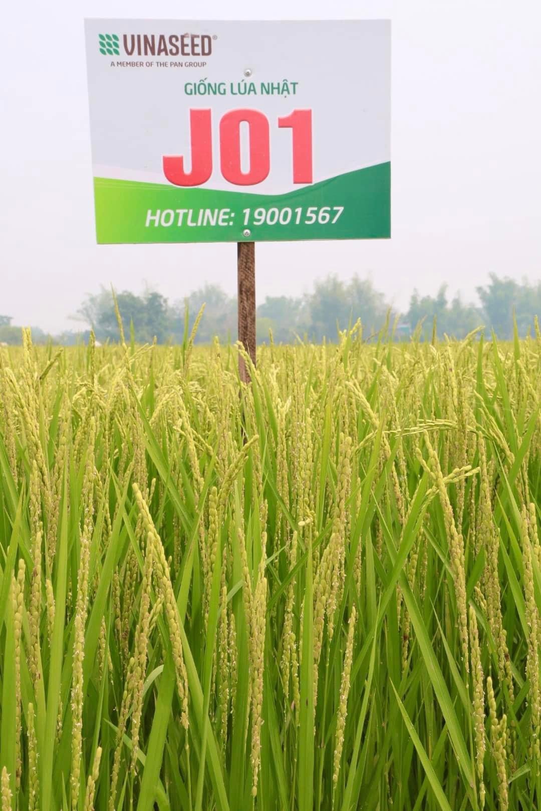 Japonica J01 - Giống lúa đột phá trong sản xuất nông nghiệp tỉnh Phú Thọ- Ảnh 5.