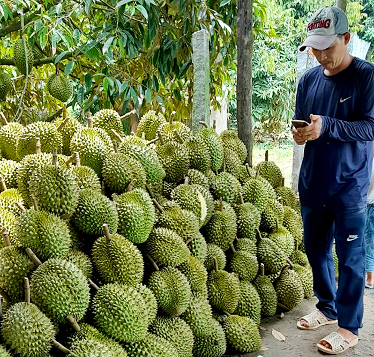 Đây là "cây tiền tỷ" đang trồng thành công ở An Giang, nay được mùa, dân bẻ trái bán giá tốt- Ảnh 3.