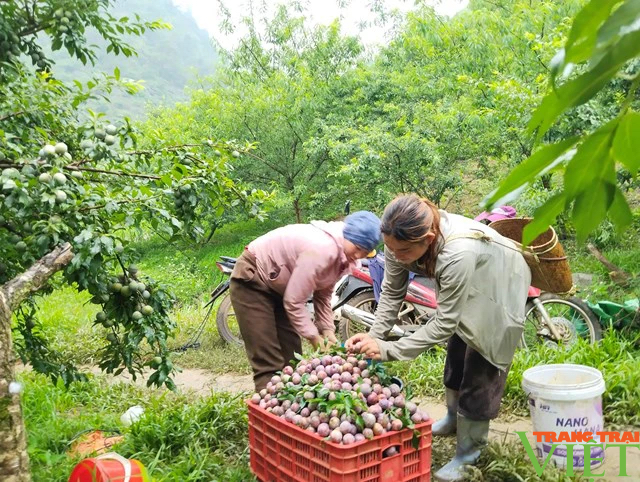 Mận chín đỏ trên Cao nguyên Mộc Châu- Ảnh 2.