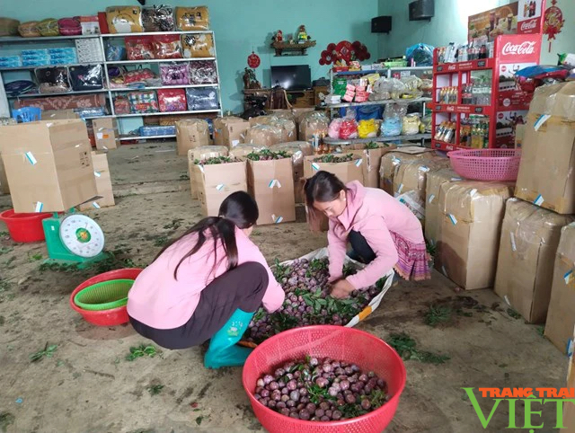 Mận chín đỏ trên Cao nguyên Mộc Châu- Ảnh 5.