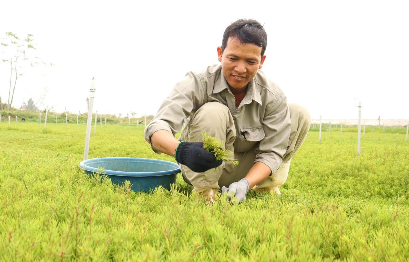 Loại rau dại xưa “cứu đói” nay nâng tầm đặc sản- Ảnh 1.