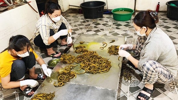 Cả làng kiếm bộn tiền từ con đặc sản "cưỡi máy bay xuất ngoại”- Ảnh 3. Cả làng kiếm bộn tiền từ con đặc sản "cưỡi máy bay xuất ngoại”- Ảnh 3.