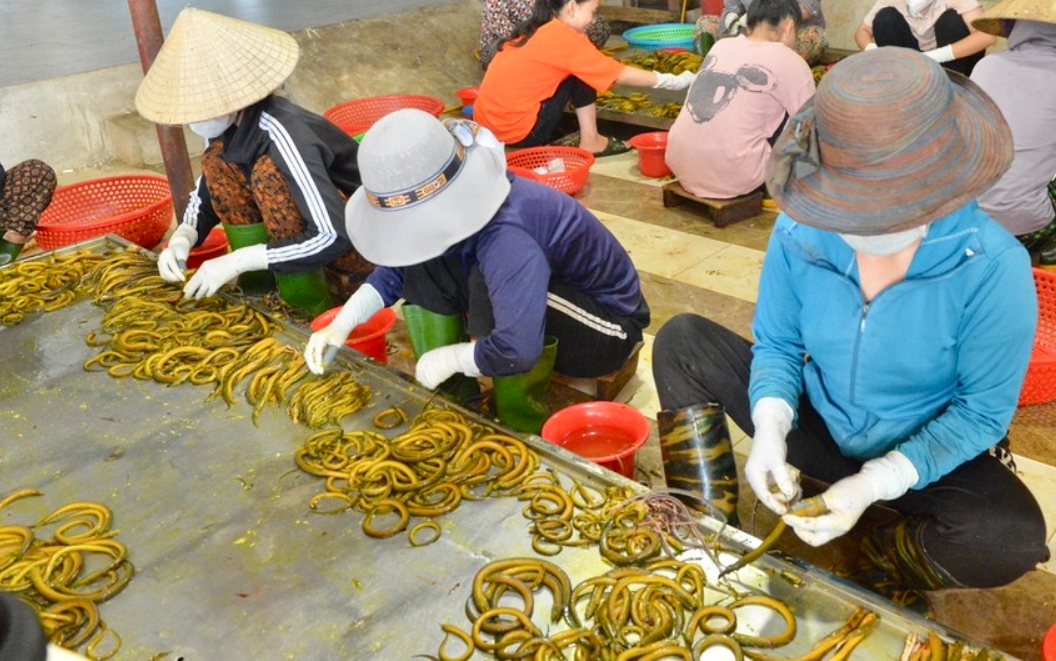Cả làng kiếm bộn tiền từ con đặc sản "cưỡi máy bay xuất ngoại”- Ảnh 5. Cả làng kiếm bộn tiền từ con đặc sản "cưỡi máy bay xuất ngoại”- Ảnh 5.