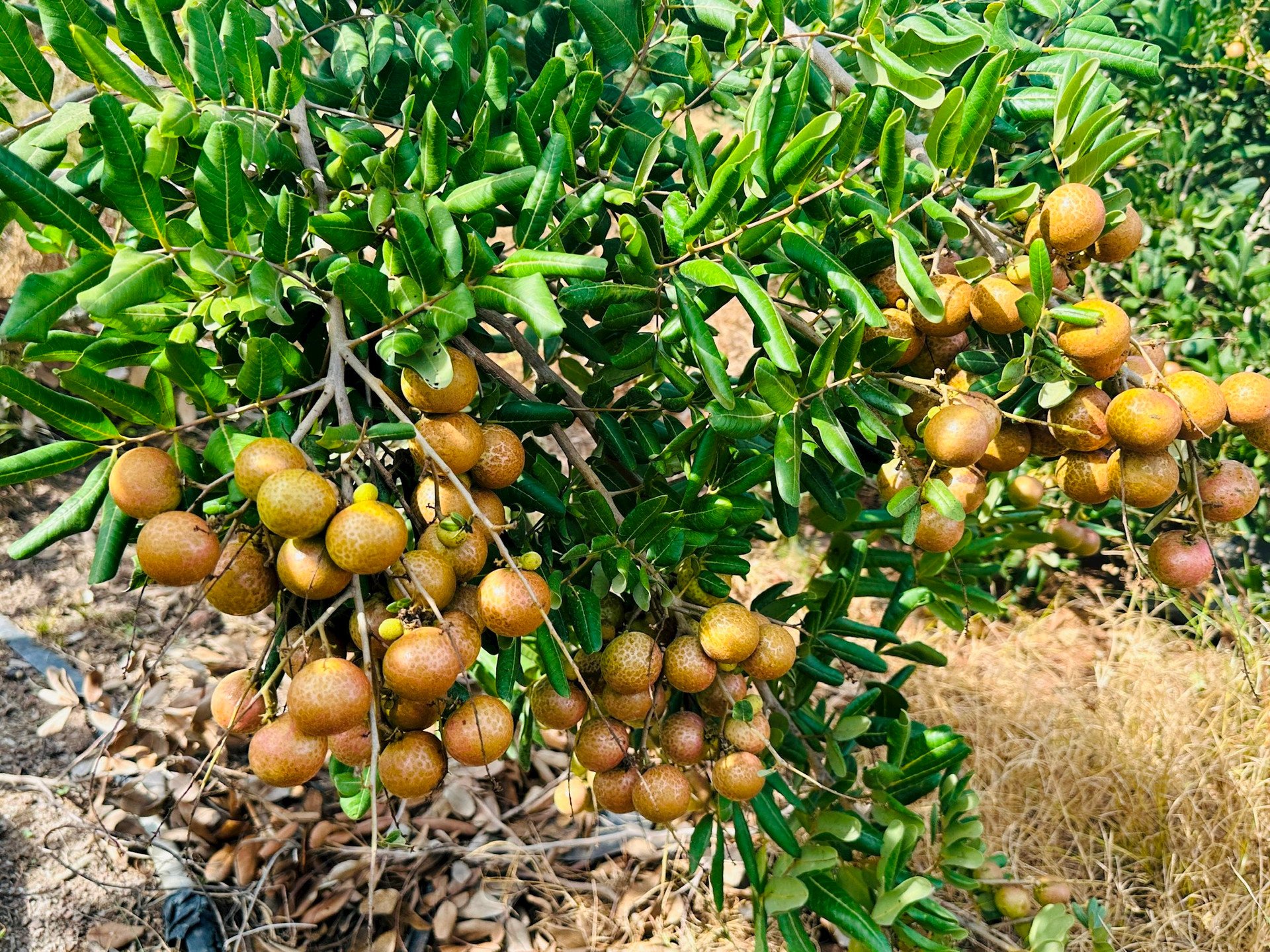Một cây đặc sản, trồng ở một xã của Bình Thuận, sao vườn ra trái quá trời, vườn đang 