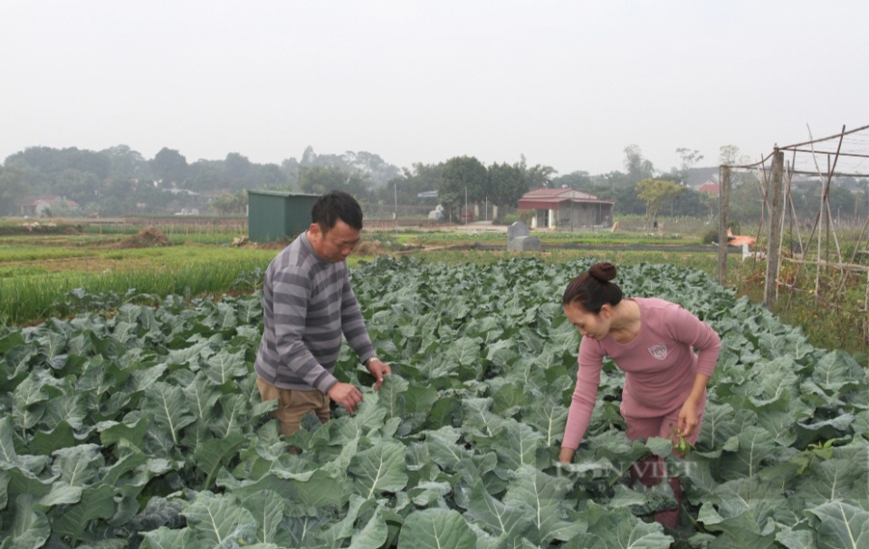 Kinh tế tập thể tạo việc làm, nâng cao thu nhập, xây dựng nông thôn mới hiệu quả tại Thái Nguyên- Ảnh 3.