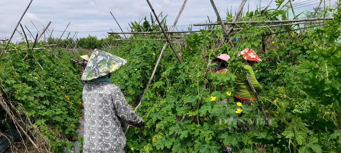 TP.HCM xây dựng mô hình liên kết sản xuất mới, tăng kết nối doanh nghiệp, công ty, siêu thị- Ảnh 3.