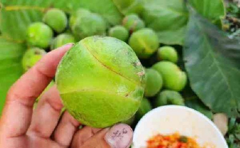 Loại quả dại xưa không ai ngó nay thành đặc sản mùa hè, 120.000 đồng/kg- Ảnh 1. Loại quả dại xưa không ai ngó nay thành đặc sản mùa hè, 120.000 đồng/kg- Ảnh 1.