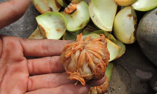 Loại quả dại xưa không ai ngó nay thành đặc sản mùa hè, 120.000 đồng/kg- Ảnh 2. Loại quả dại xưa không ai ngó nay thành đặc sản mùa hè, 120.000 đồng/kg- Ảnh 2.