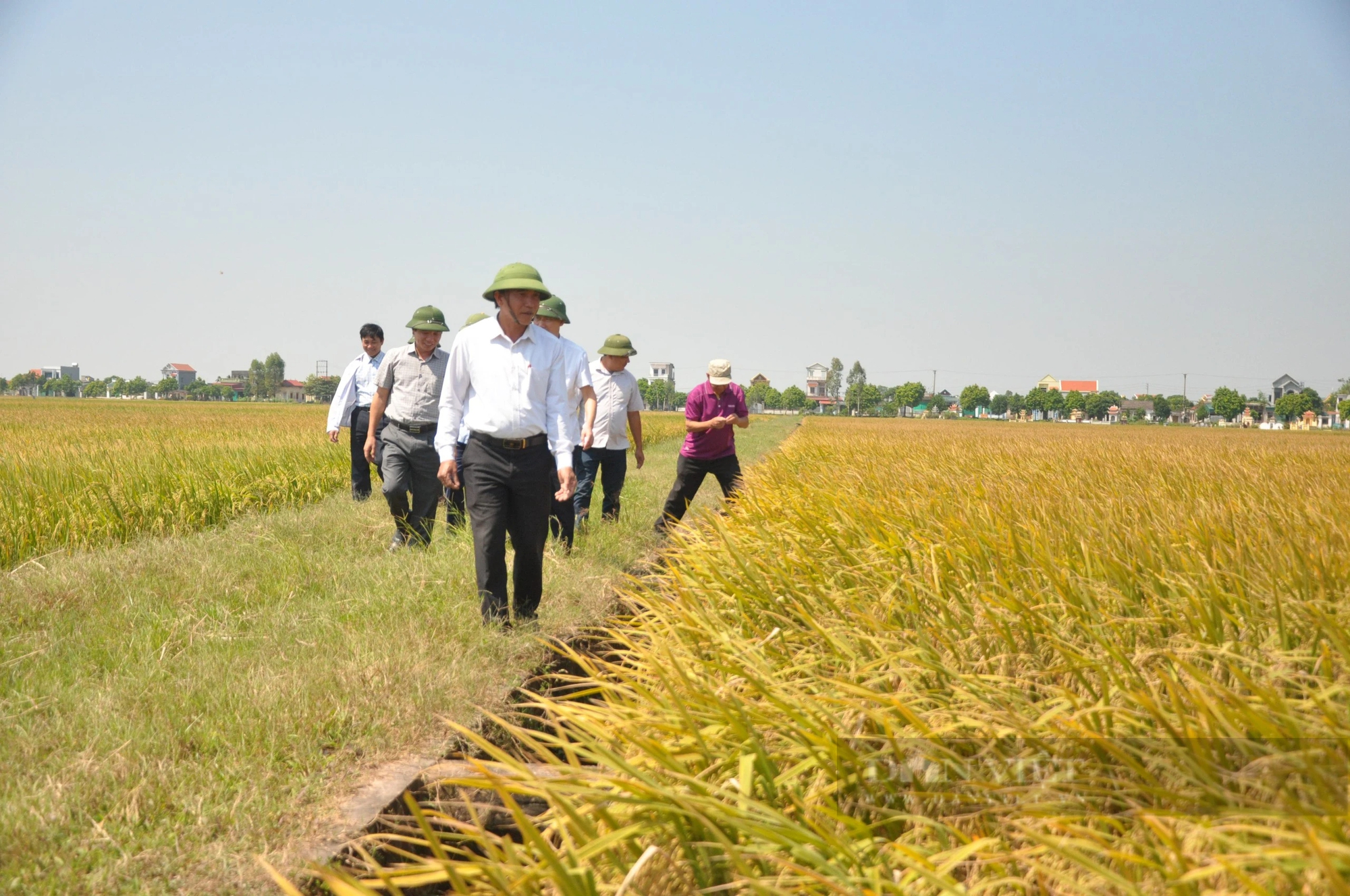 Bí thư Tỉnh ủy Ninh Bình: Sẽ giao các cơ quan chức năng kiểm tra thông tin việc canh tác lúa theo phương pháp mới- Ảnh 1.
