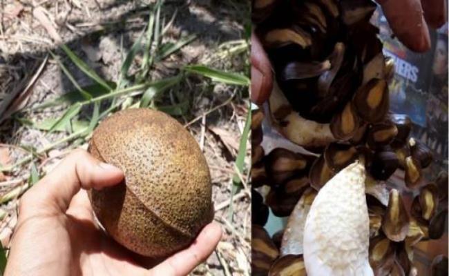 Loại quả “thơm lừng, ngọt mát” nhưng 90% người Việt không biết tên- Ảnh 3. Loại quả “thơm lừng, ngọt mát” nhưng 90% người Việt không biết tên- Ảnh 3.