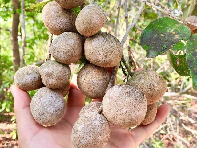 Loại quả “thơm lừng, ngọt mát” nhưng 90% người Việt không biết tên- Ảnh 1. Loại quả “thơm lừng, ngọt mát” nhưng 90% người Việt không biết tên- Ảnh 1.