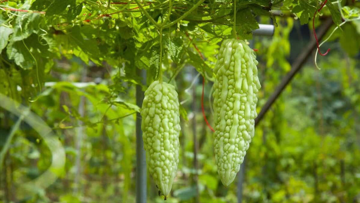 Người già dặn: Người già dặn: