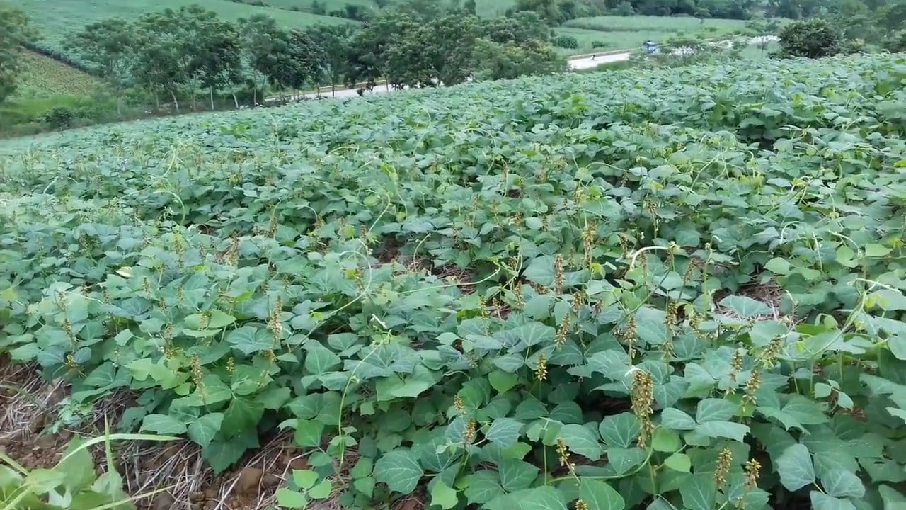 Một loại củ ngọt mát mà giá chỉ vài nghìn đồng/kg giúp hạ đường huyết, giảm cân nhanh, chợ Việt nào cũng bán- Ảnh 3.