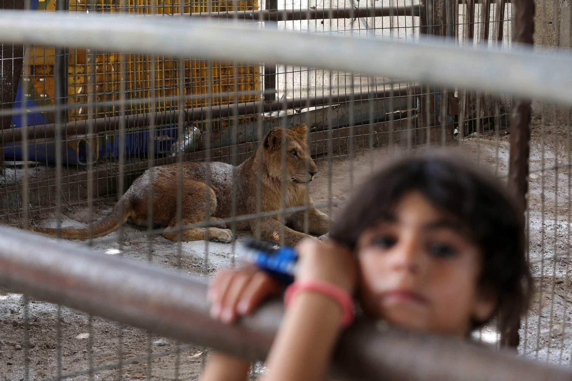 Nhiều loài thú ở Rafah đói khát, suy dinh dưỡng vì chiến sự giữa Israel và Palestine- Ảnh 12.