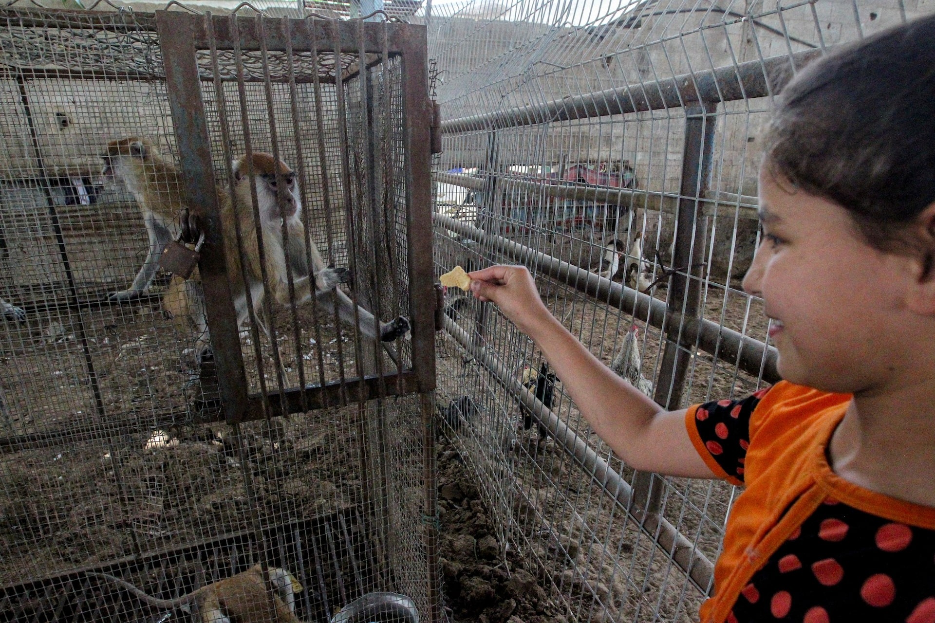 Nhiều loài thú ở Rafah đói khát, suy dinh dưỡng vì chiến sự giữa Israel và Palestine- Ảnh 10.