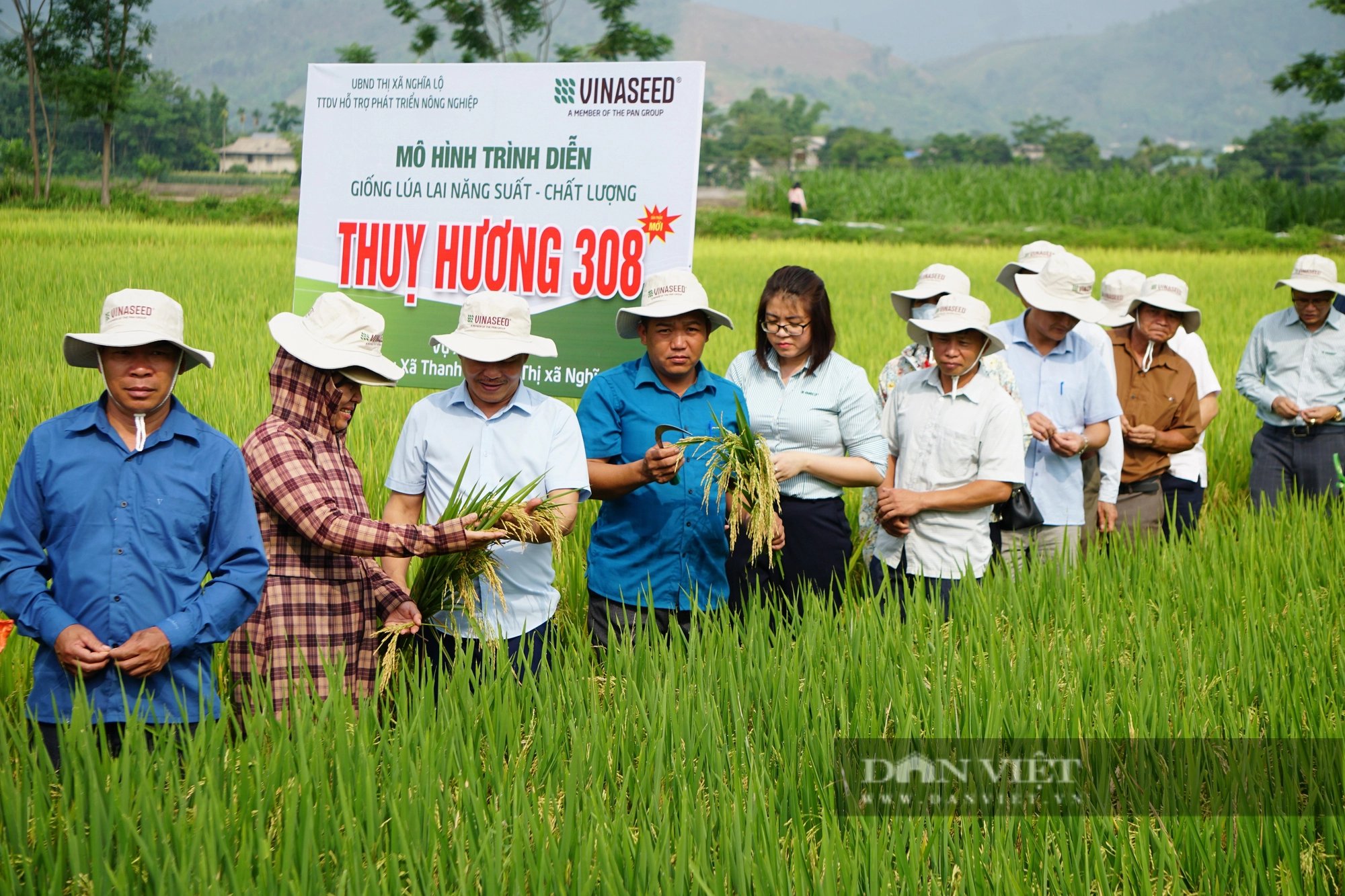 Giống lúa lai 3 dòng cho hạt lúa thon dài, xếp sít nhau, nông dân cánh đồng Mường Lò thích mê- Ảnh 1.