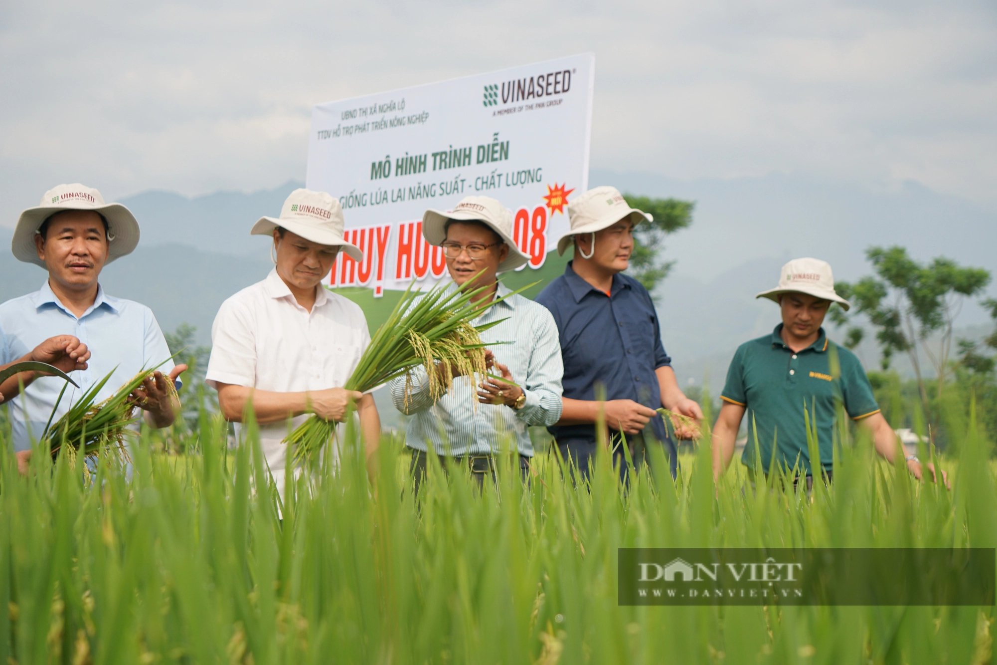 Giống lúa lai 3 dòng cho hạt lúa thon dài, xếp sít nhau, nông dân cánh đồng Mường Lò thích mê- Ảnh 2.