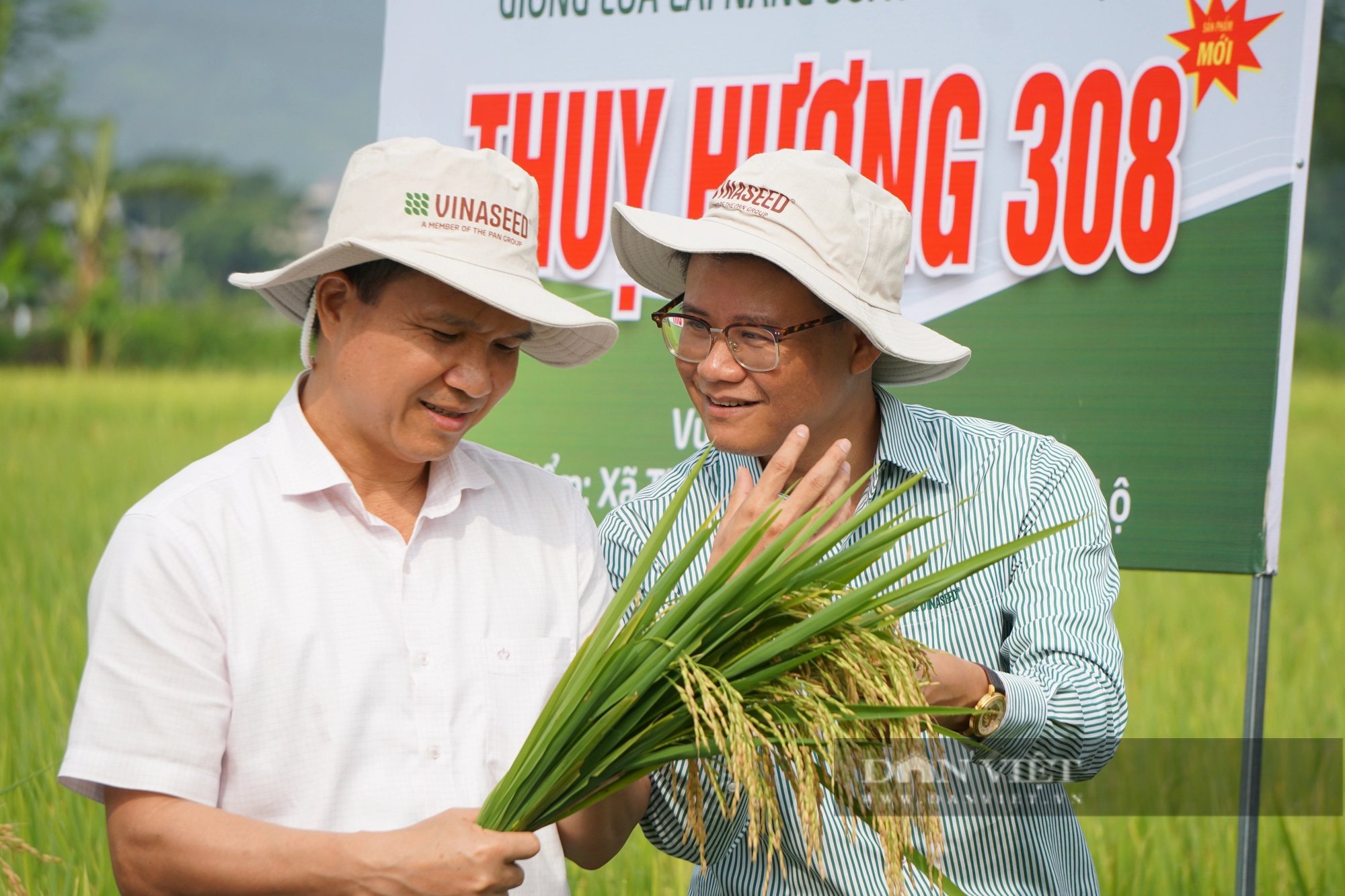 Giống lúa lai 3 dòng cho hạt lúa thon dài, xếp sít nhau, nông dân cánh đồng Mường Lò thích mê- Ảnh 6.
