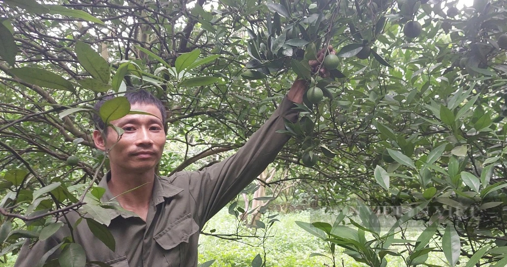 Đây là nông dân đầu tiên ở vùng Cao Phong của Hòa Bình có tài 