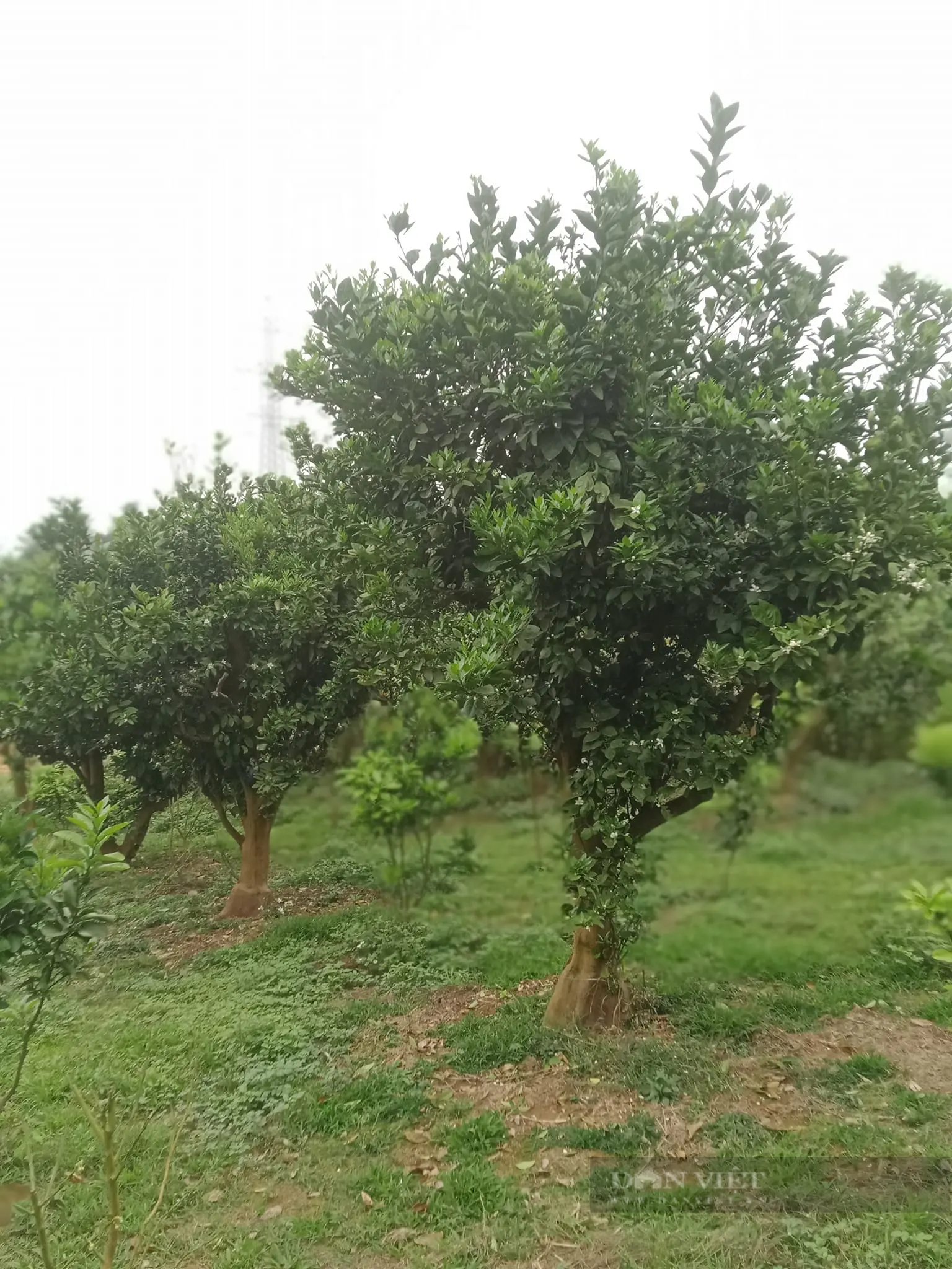 Đây là nông dân đầu tiên ở vùng Cao Phong của Hòa Bình có tài 