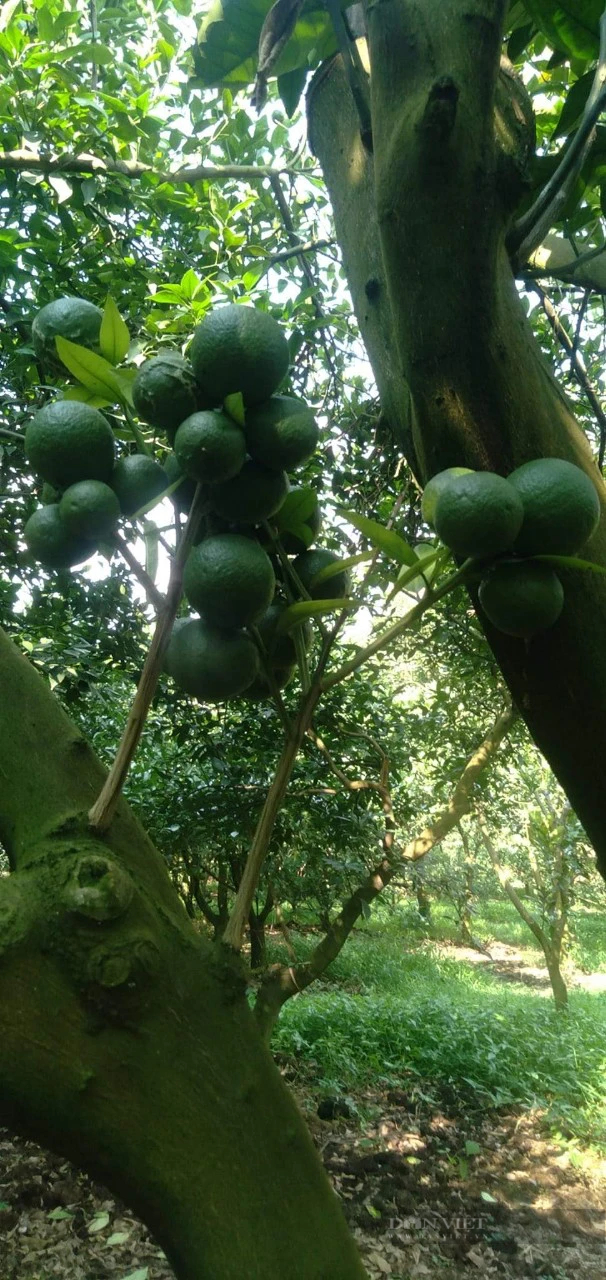 Đây là nông dân đầu tiên ở vùng Cao Phong của Hòa Bình có tài 