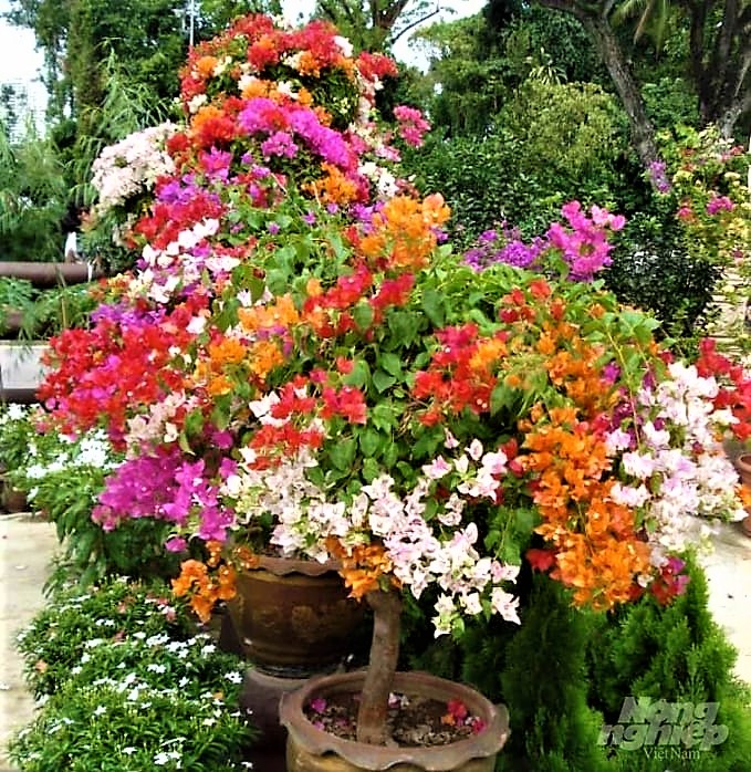 Một xã ở đất Gia Lâm "bỏ túi" 60 tỷ/năm nhờ trồng thứ cây cảnh đang hot, nở hoa cản chả kịp, xã nào vậy?- Ảnh 3.