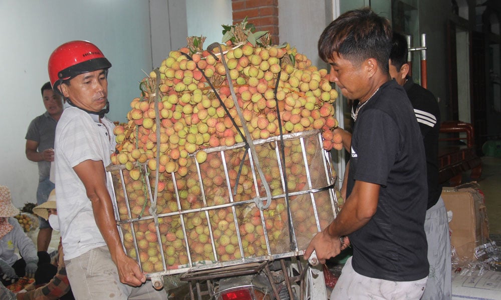 Thứ trái cây "vàng" sắp vào mùa, dân Bắc Giang rục rịch hái bán với giá cao, xuất khẩu sang tận Trung Đông- Ảnh 1.
