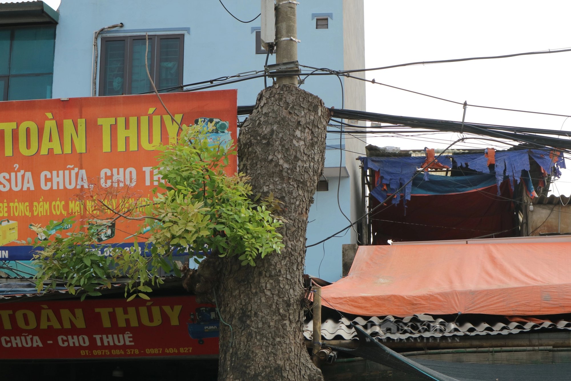 Hàng xà cừ cổ thụ trên đường 70 bị cắt ngọn, chuẩn bị đánh chuyển phục vụ dự án mở rộng tuyến đường- Ảnh 4.