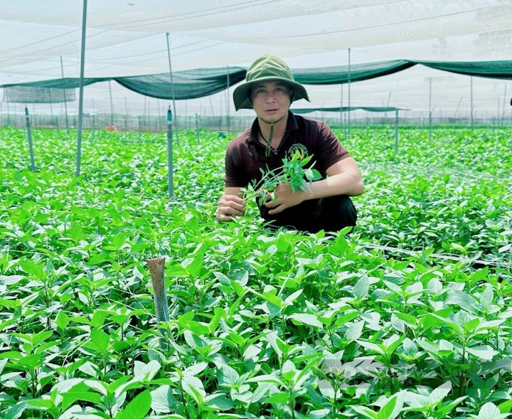 TP.HCM: Hợp tác xã “chủ xị” xây dựng 3.200ha rau chất lượng cao- Ảnh 3.
