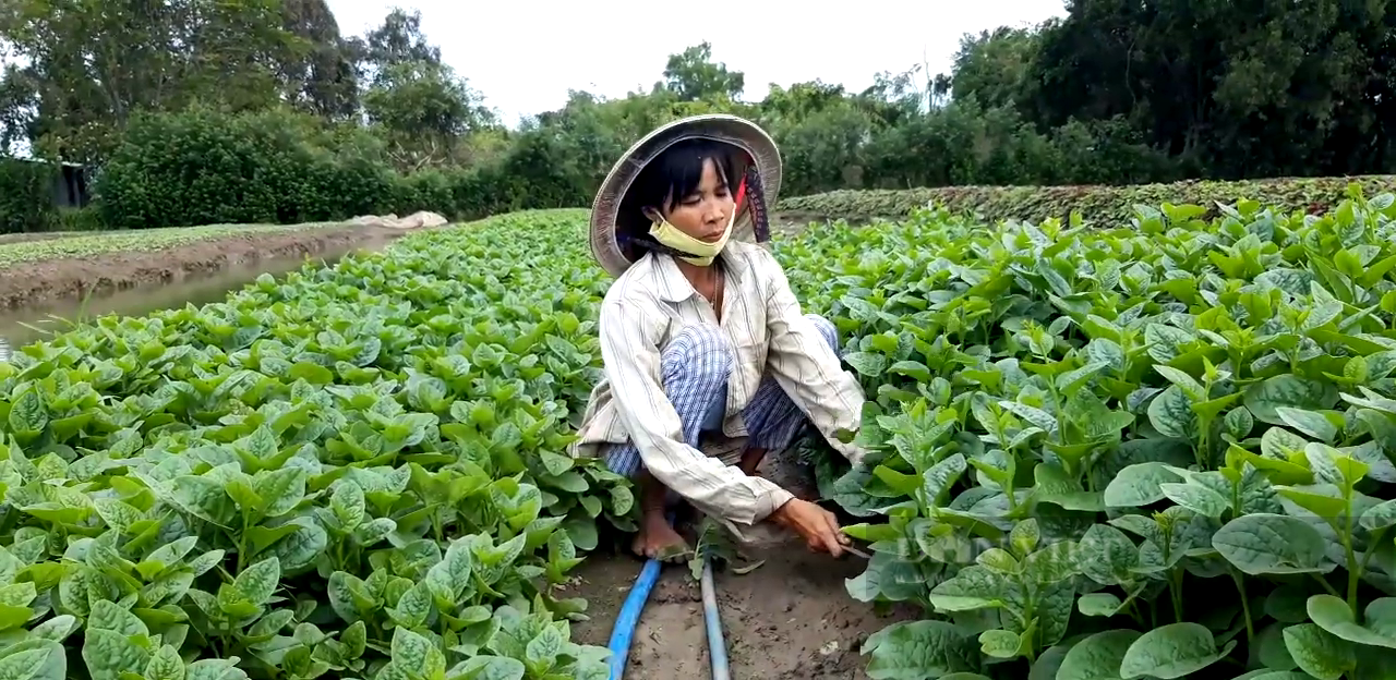 TP.HCM tăng vốn 2.000 tỷ, "cởi trói” để HTX phát triển xứng tầm- Ảnh 3.