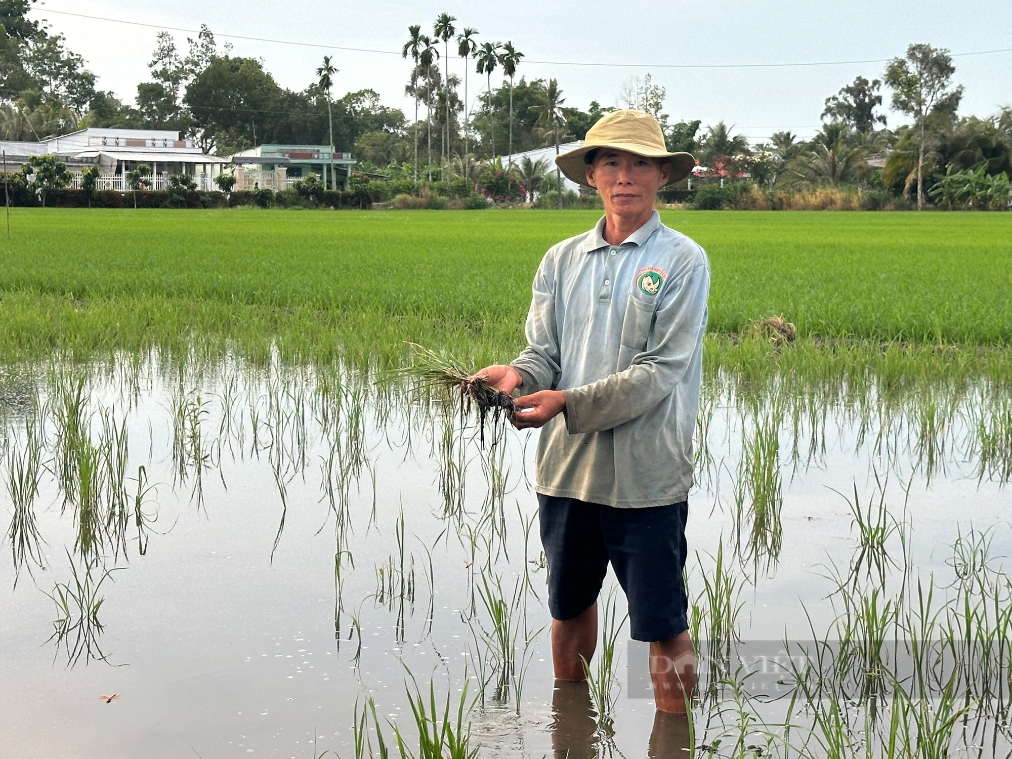 Lúa chết cặp công trình đường cao tốc đi qua Hậu Giang: Nhà thầu khẳng định không dùng cát biển- Ảnh 2.