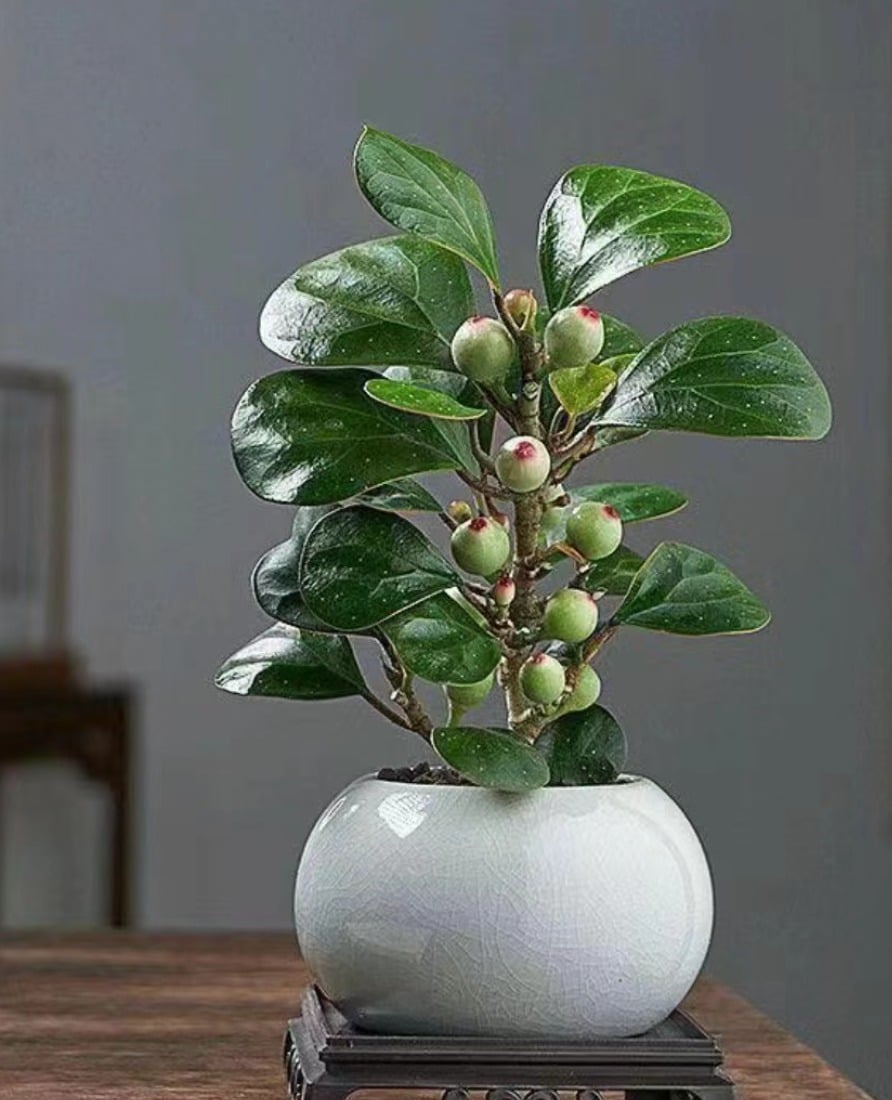 Người xưa dặn: "Trong nhà có 3 cây cảnh, gia đình được ban phước lành, cơm áo không lo" - Ảnh 2.