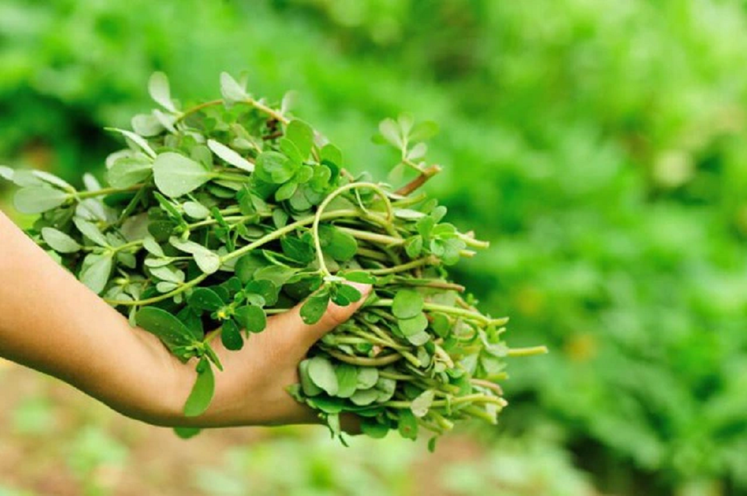 Ăn 1 mớ rau này tốt ngang thịt, đem phơi khô thành "thuốc quý" ít người biết- Ảnh 1. Ăn 1 mớ rau này tốt ngang thịt, đem phơi khô thành "thuốc quý" ít người biết- Ảnh 1.