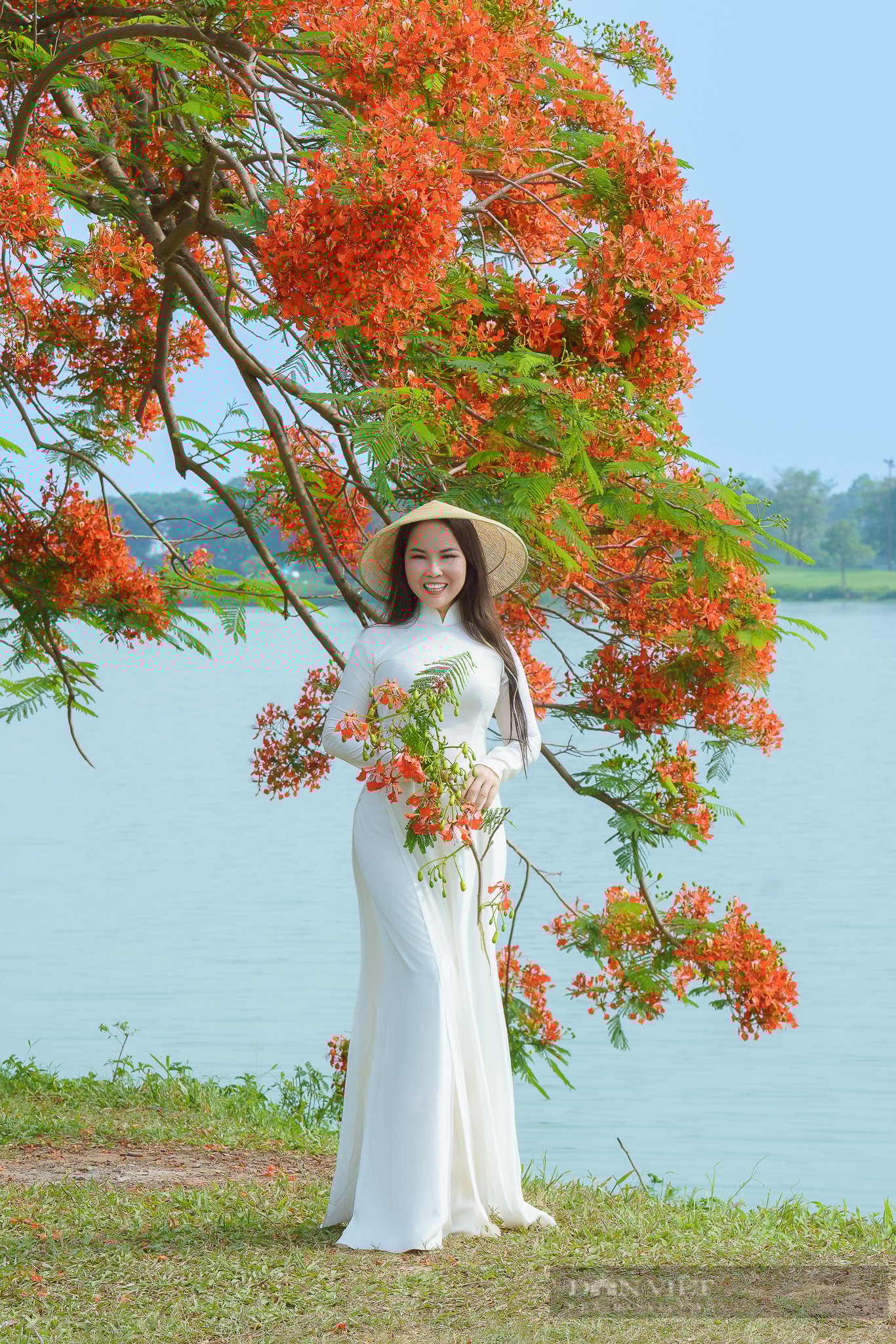 Cây phượng vĩ ở Đông Anh (Hà Nội) có gì đặc biệt mà “gây sốt” đến vậy?- Ảnh 3.