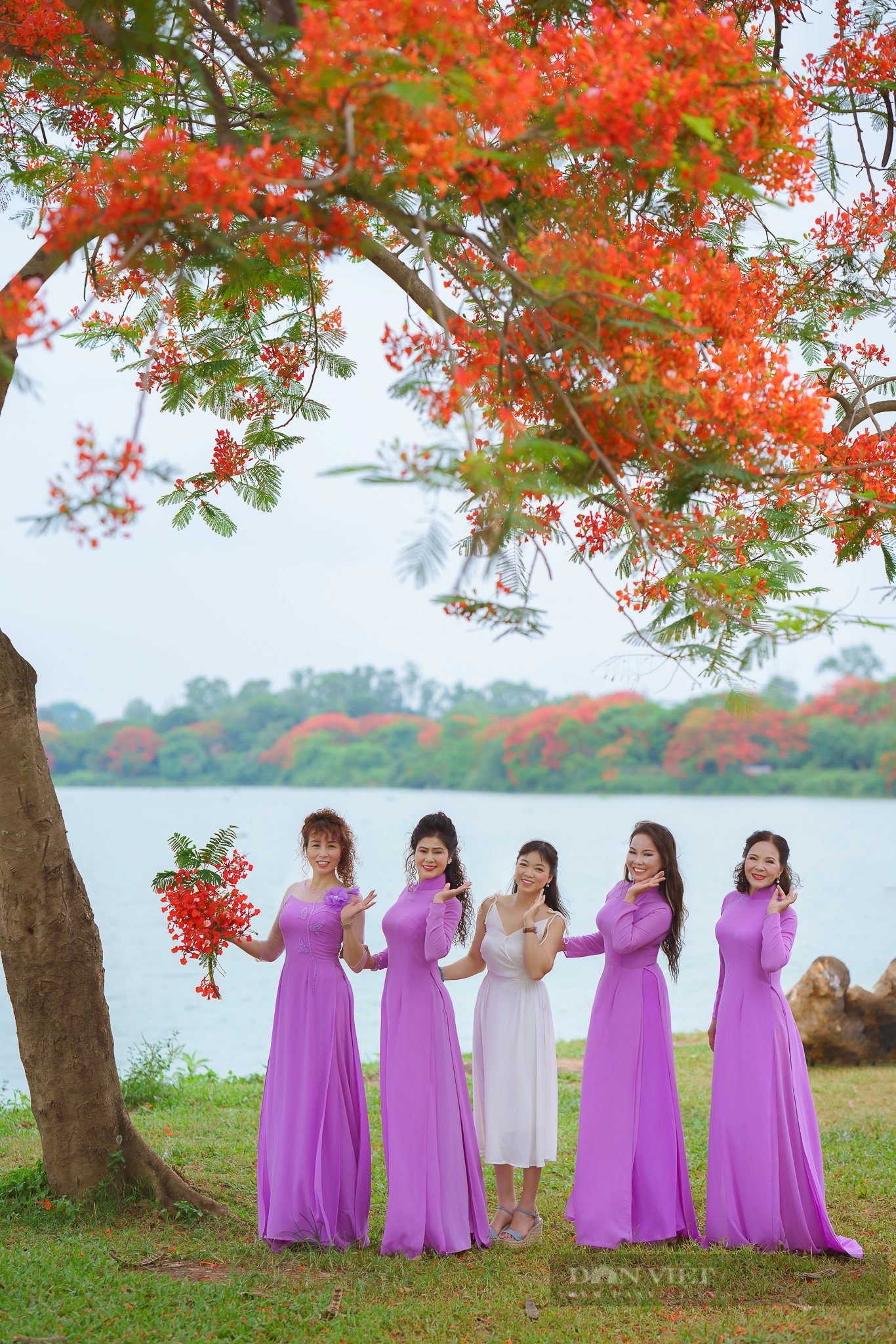Cây phượng vĩ ở Đông Anh (Hà Nội) có gì đặc biệt mà “gây sốt” đến vậy?- Ảnh 4.