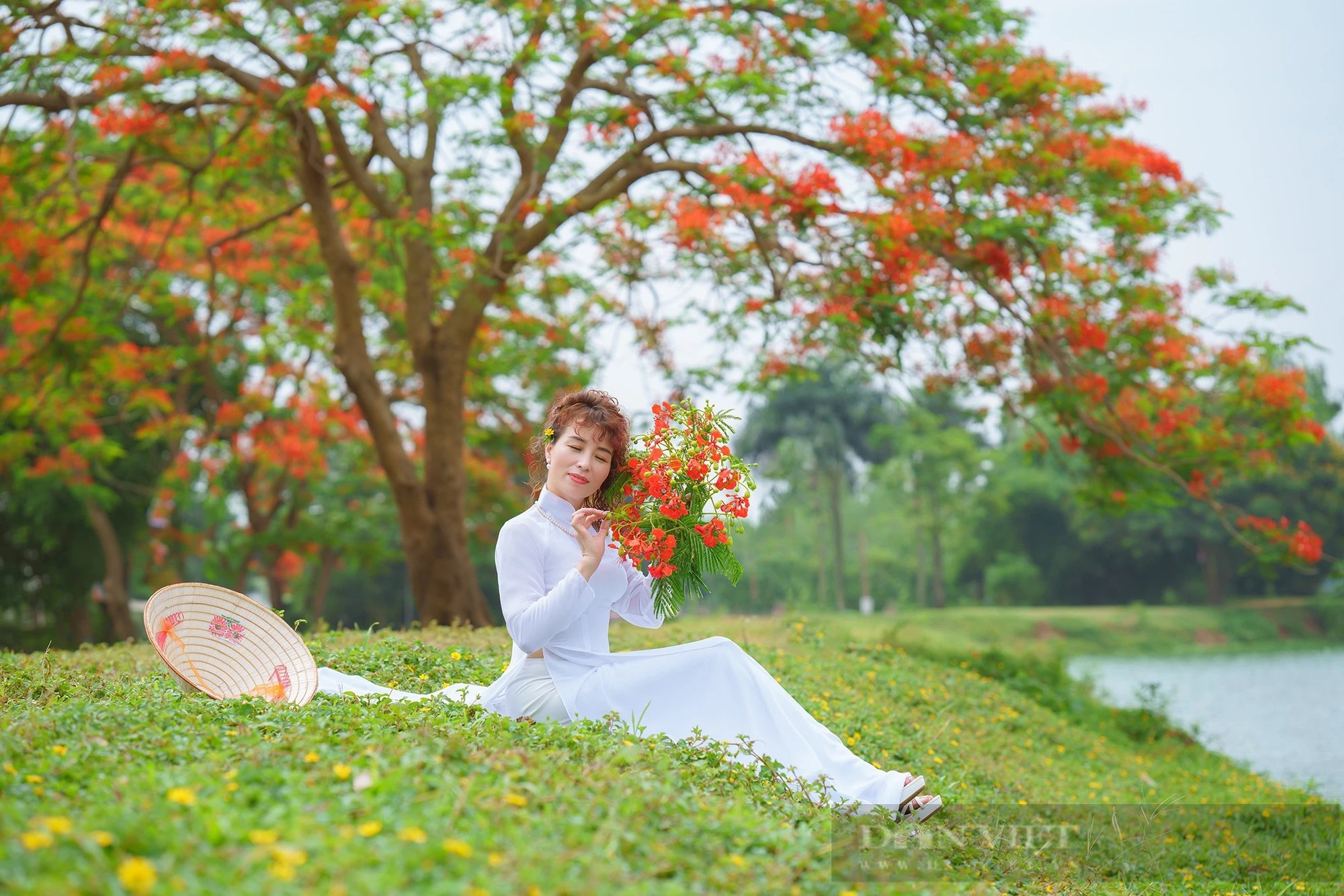 Cây phượng vĩ ở Đông Anh (Hà Nội) có gì đặc biệt mà “gây sốt” đến vậy?- Ảnh 5.