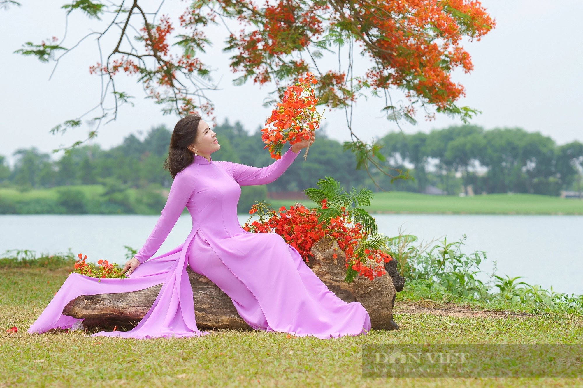 Cây phượng vĩ ở Đông Anh (Hà Nội) có gì đặc biệt mà “gây sốt” đến vậy?- Ảnh 7.