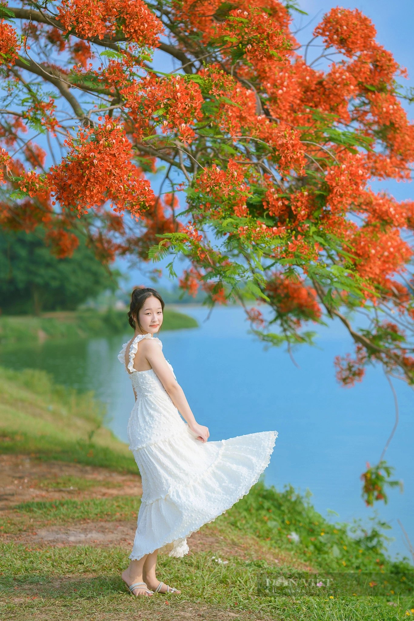 Cây phượng vĩ ở Đông Anh (Hà Nội) có gì đặc biệt mà “gây sốt” đến vậy?- Ảnh 8.