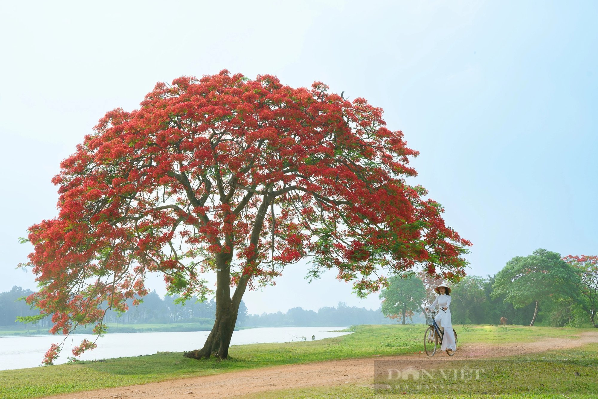 Cây phượng vĩ ở Đông Anh (Hà Nội) có gì đặc biệt mà “gây sốt” đến vậy?- Ảnh 9.
