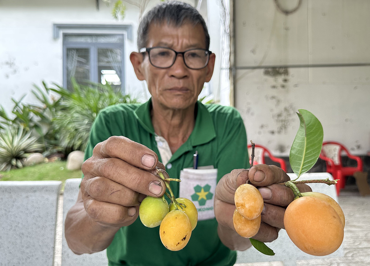Lão nông bỏ túi hàng trăm triệu nhờ trồng thứ quả “lạ” có vị ngọt ngào- Ảnh 2. Lão nông bỏ túi hàng trăm triệu nhờ trồng thứ quả “lạ” có vị ngọt ngào- Ảnh 2.