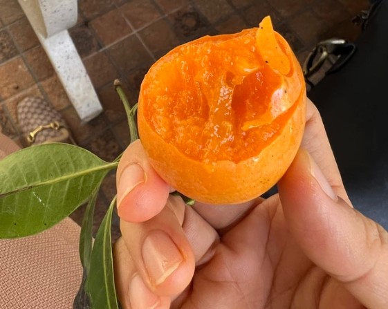 Lão nông bỏ túi hàng trăm triệu nhờ trồng thứ quả “lạ” có vị ngọt ngào- Ảnh 3. Lão nông bỏ túi hàng trăm triệu nhờ trồng thứ quả “lạ” có vị ngọt ngào- Ảnh 3.